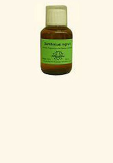 (image for) Belladonna - Homeoplant