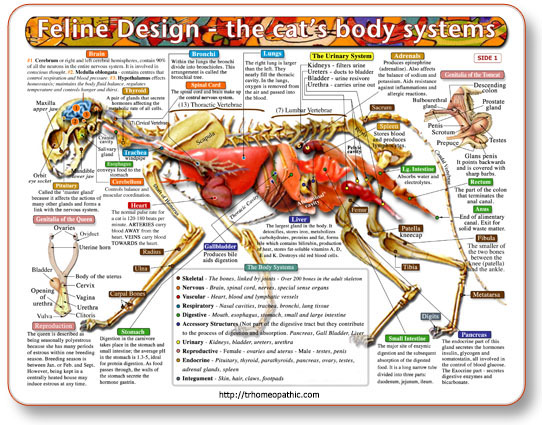 (image for) Feline Anatomy Chart