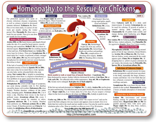 (image for) Homeopathy for Chickens chart/poster