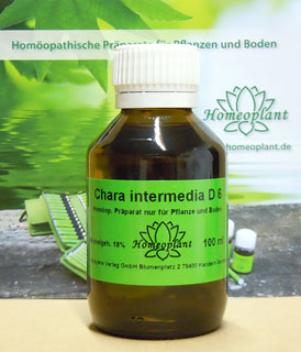 (image for) Chara intermedia (stonewort) - Homeoplant