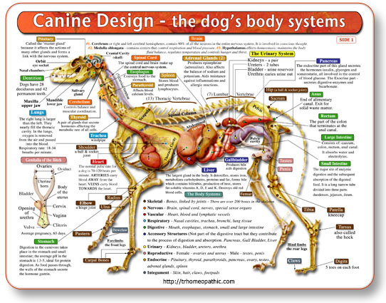 (image for) Canine Anatomy Chart