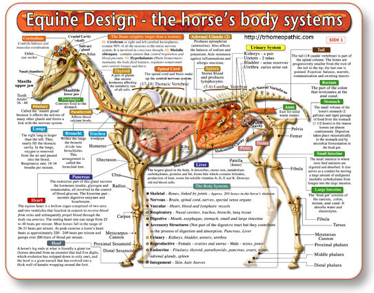 (image for) Equine Anatomy Chart