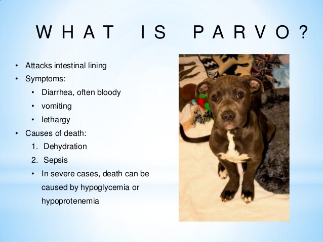 For Parvo Emergency (image for) For Parvo Emergency